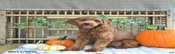 Mini Goldendoodle dogs for sale: Coral - Ad 6