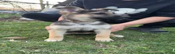 German Shepherd dogs for sale: Katalina  - Ad 1