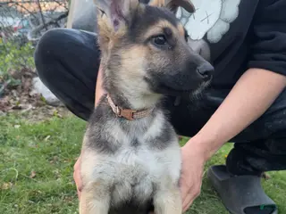 German Shepherd dogs for sale: Katalina - Ad 2