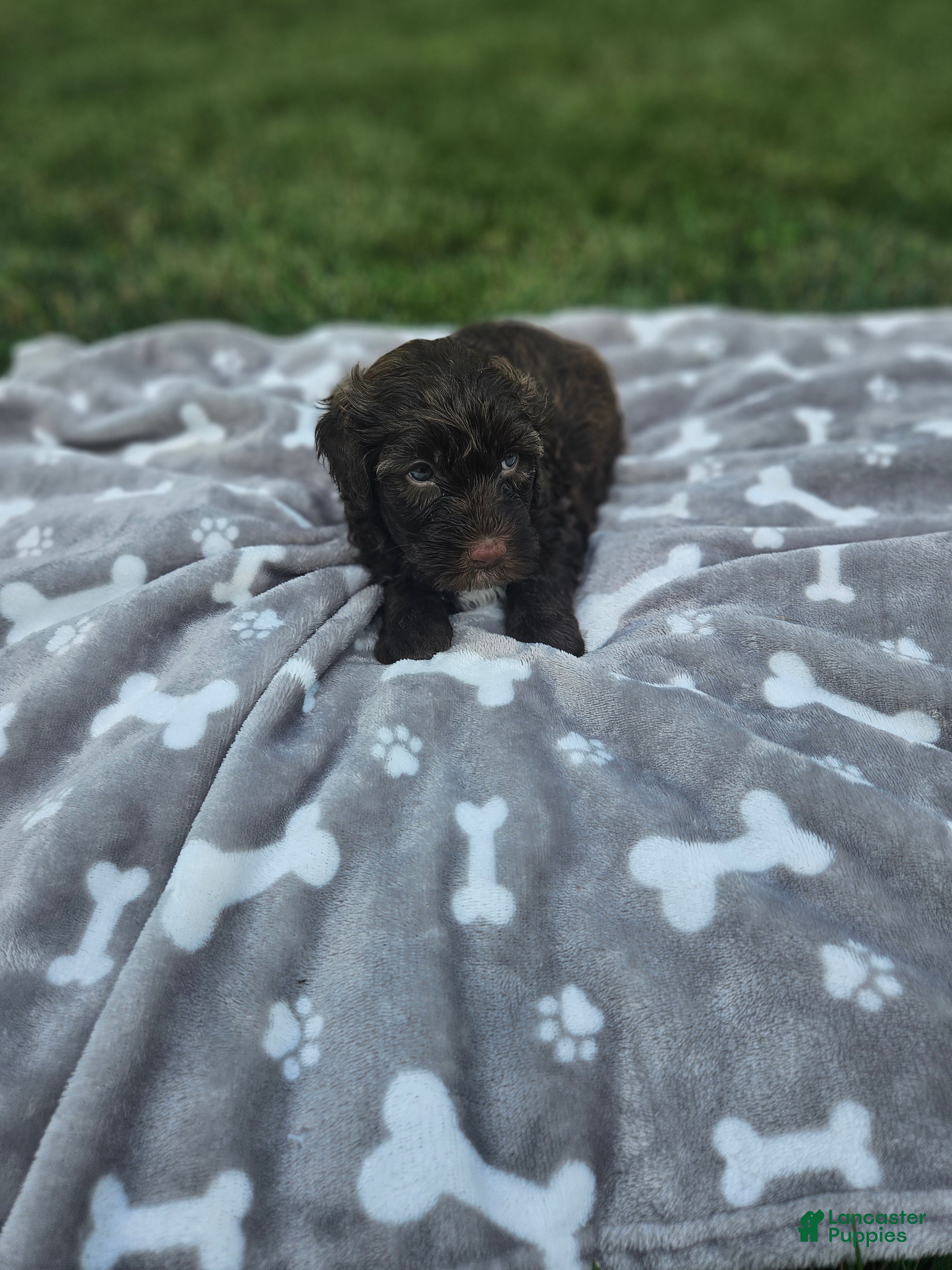 Portuguese Water Dog dogs Charlie - Ad 35