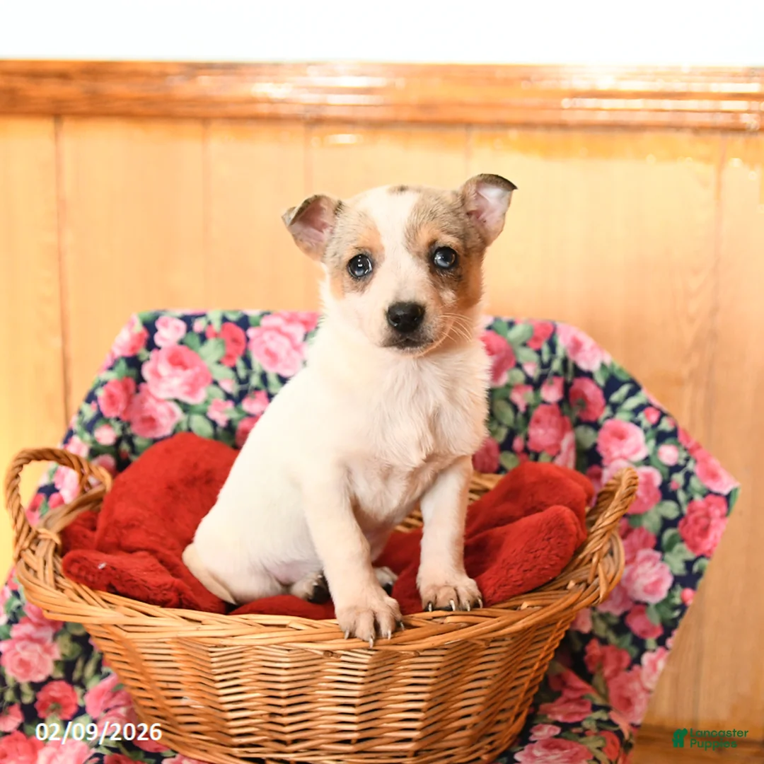 Chihuahua dogs for sale: Minnie - Ad 1