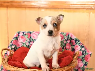 Chihuahua dogs Minnie - Ad 32