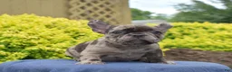 French Bulldog dogs for sale: Cove - Ad 6
