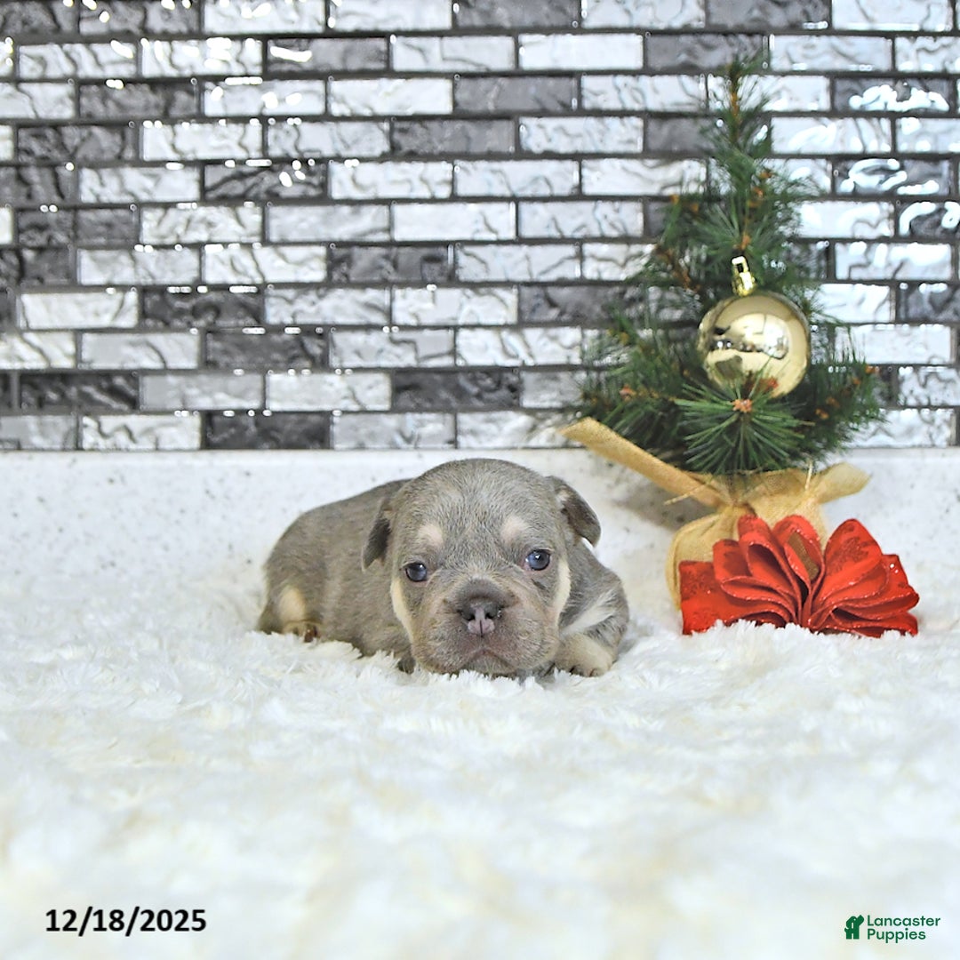 French Bulldog dogs for sale: Lance  - Ad 3