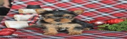 Yorkiepoo dogs for sale: Tootsie - Ad 2