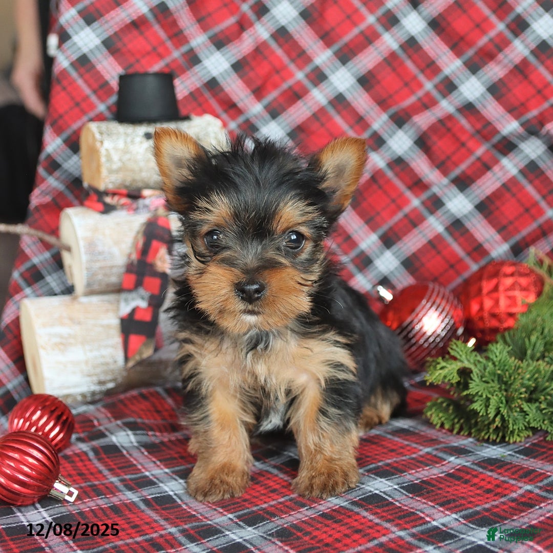 Yorkiepoo dogs for sale: Tootsie - Ad 2