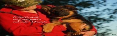 Long coat black/red german shepherd female (Dolly/Conrad litter)