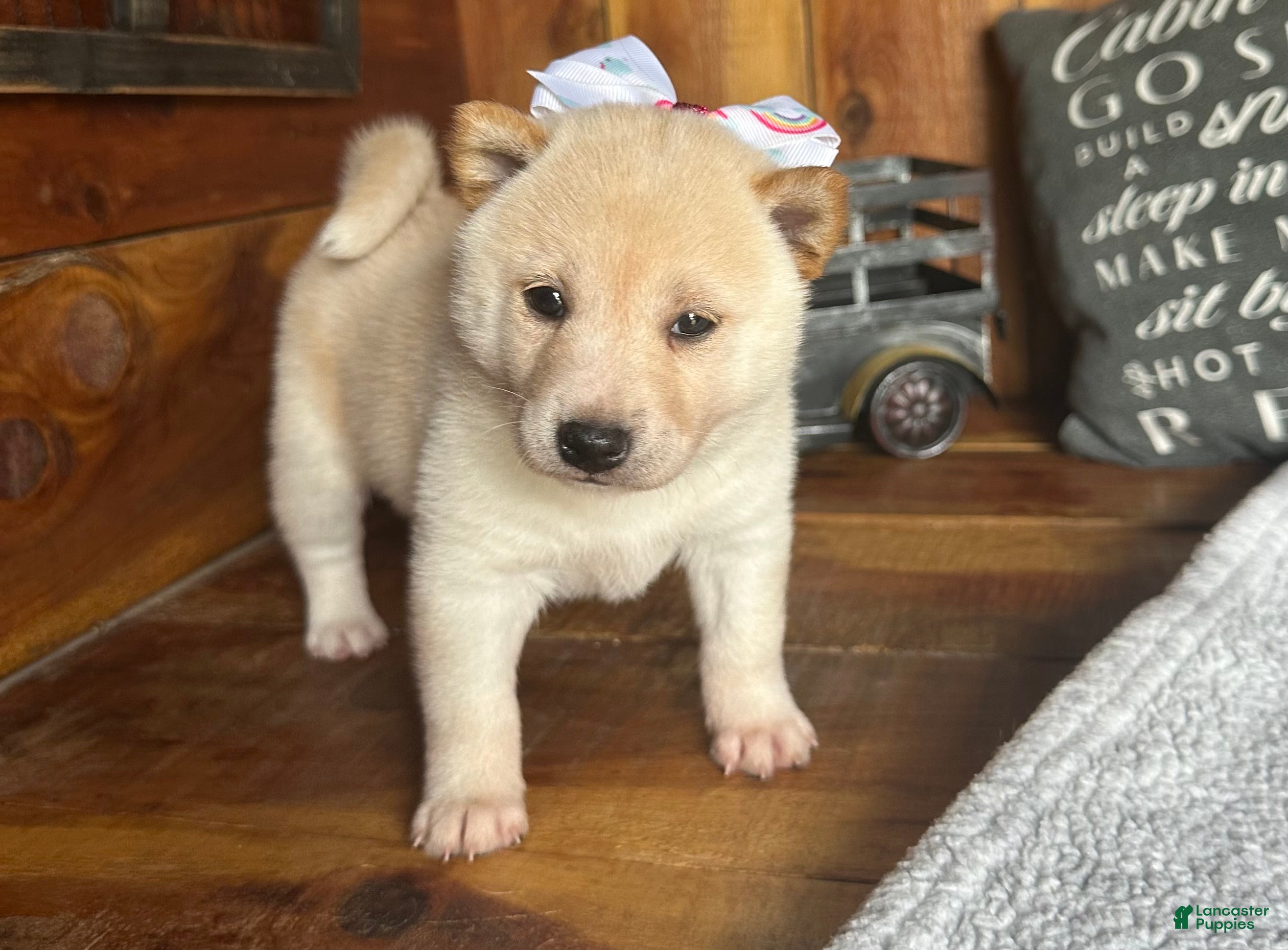 Shiba Inu dogs Shiba Inu Puppy 2 - Ad 2