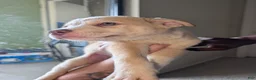 Pitsky dogs for sale: Peena - Ad 9