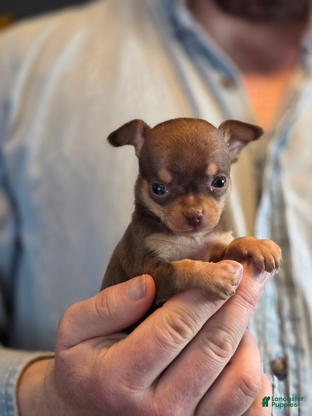 Chihuahua dogs for sale: Milk Choco Nugget  - Ad 8