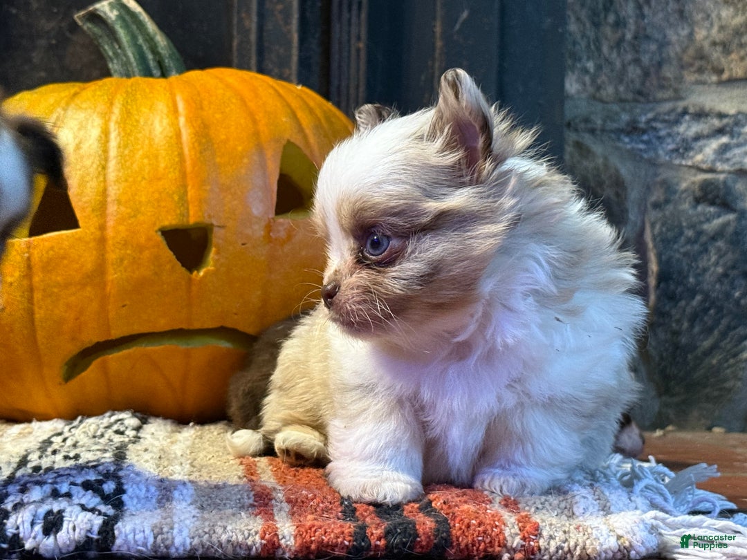 Chihuahua dogs for sale: Merle Male  - Ad 2