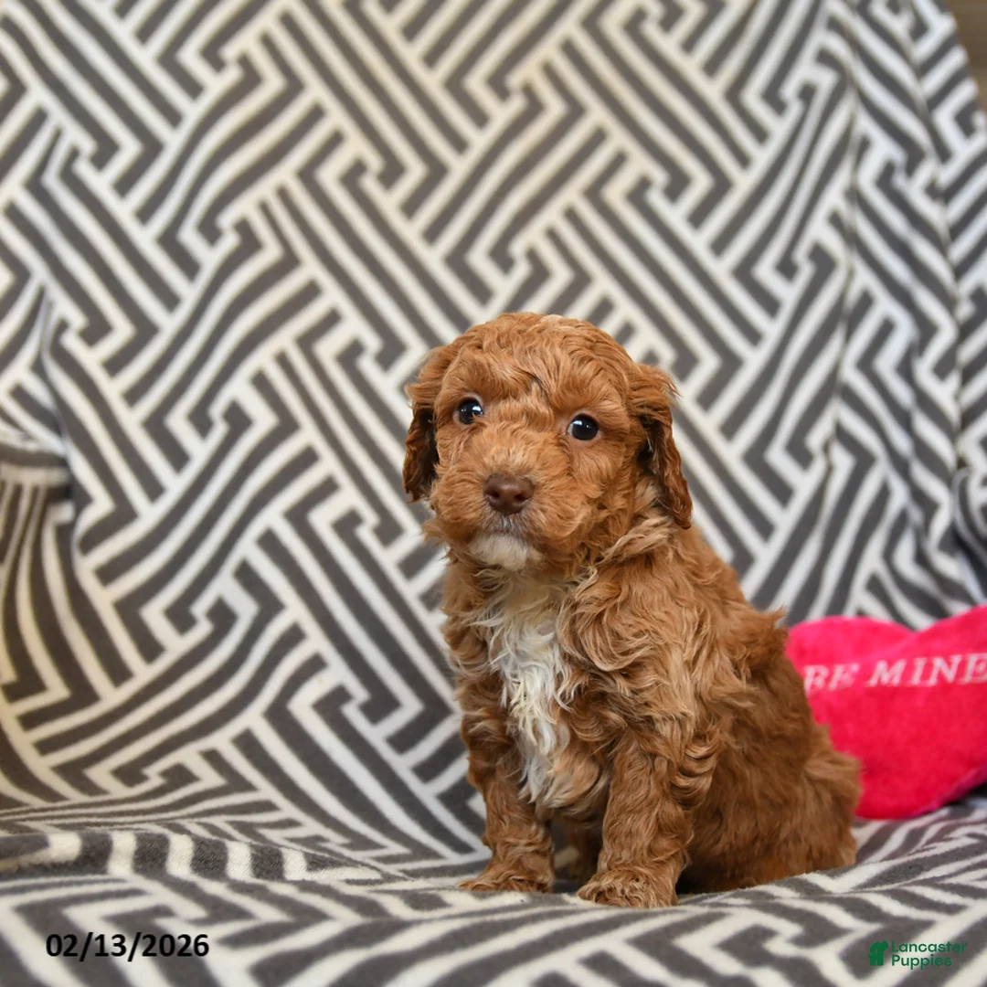 Miniature Poodle dogs for sale: Quaker - Ad 2