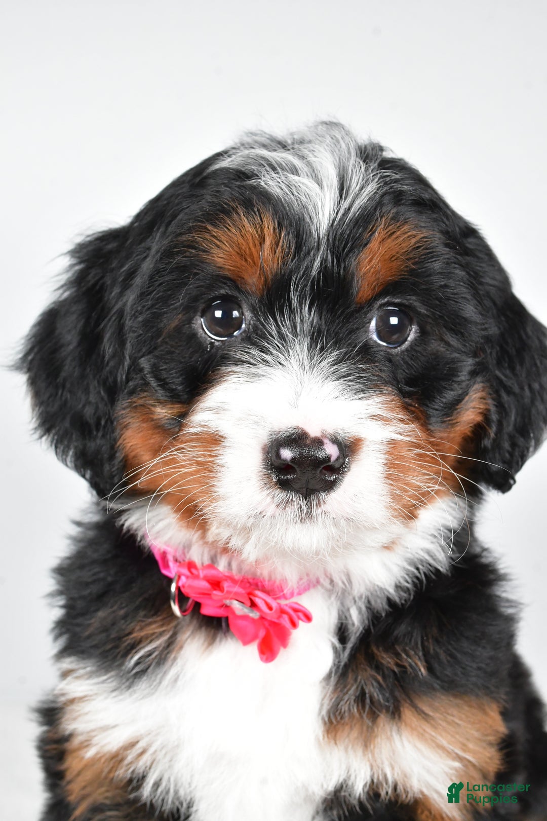 Mini Bernedoodle dogs for sale: Annabell - Ad 8