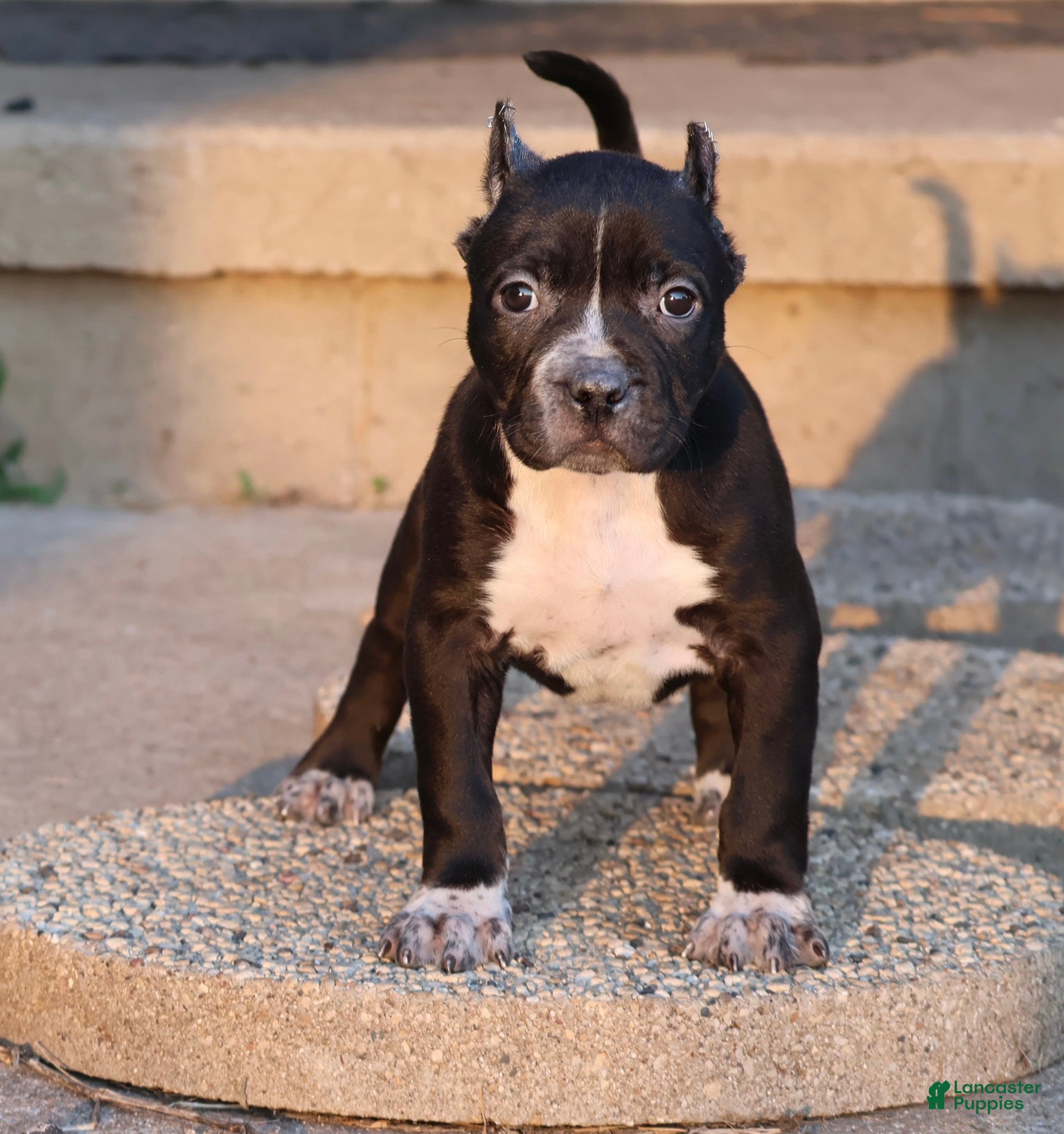 American Bully dogs Harmonoa - XL - ABKC - Ad 1