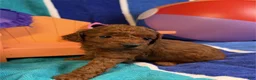 Toy Poodle dogs for sale: Summer - Ad 3