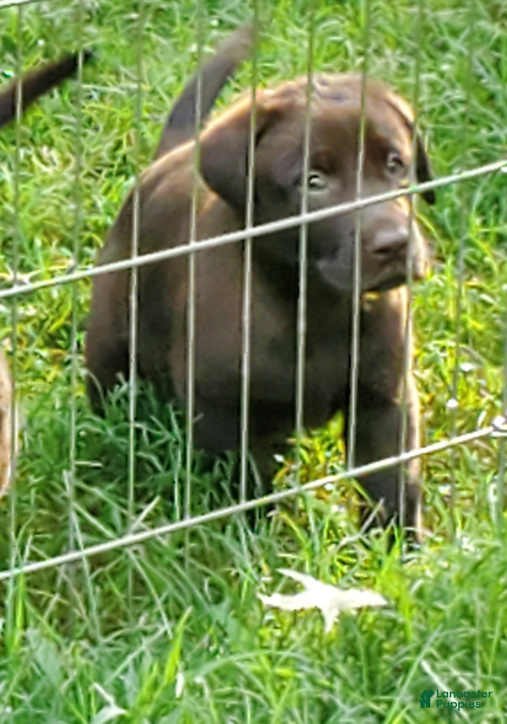 Labrador Retriever dogs Bobo - Ad 36