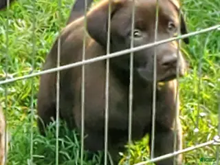 Labrador Retriever dogs Bobo - Ad 36