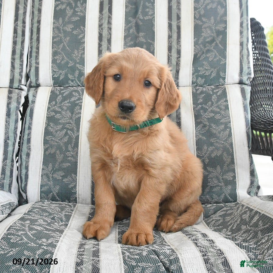 Golden Retriever dogs Aj  - Ad 1