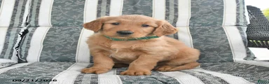 Aj 