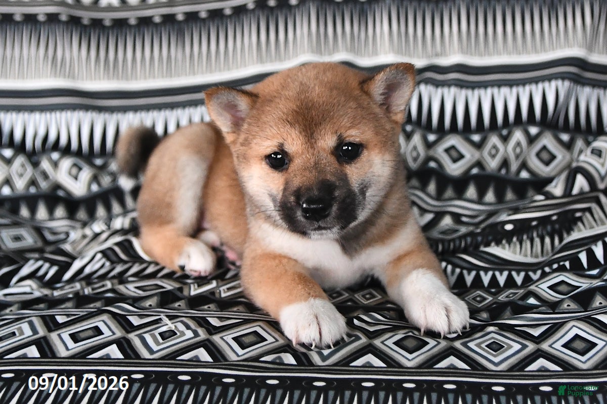 Shiba Inu dogs Kristina - Ad 1