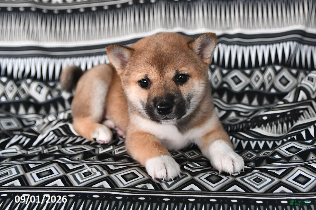 Shiba Inu dogs for sale: Kristina - Ad 1