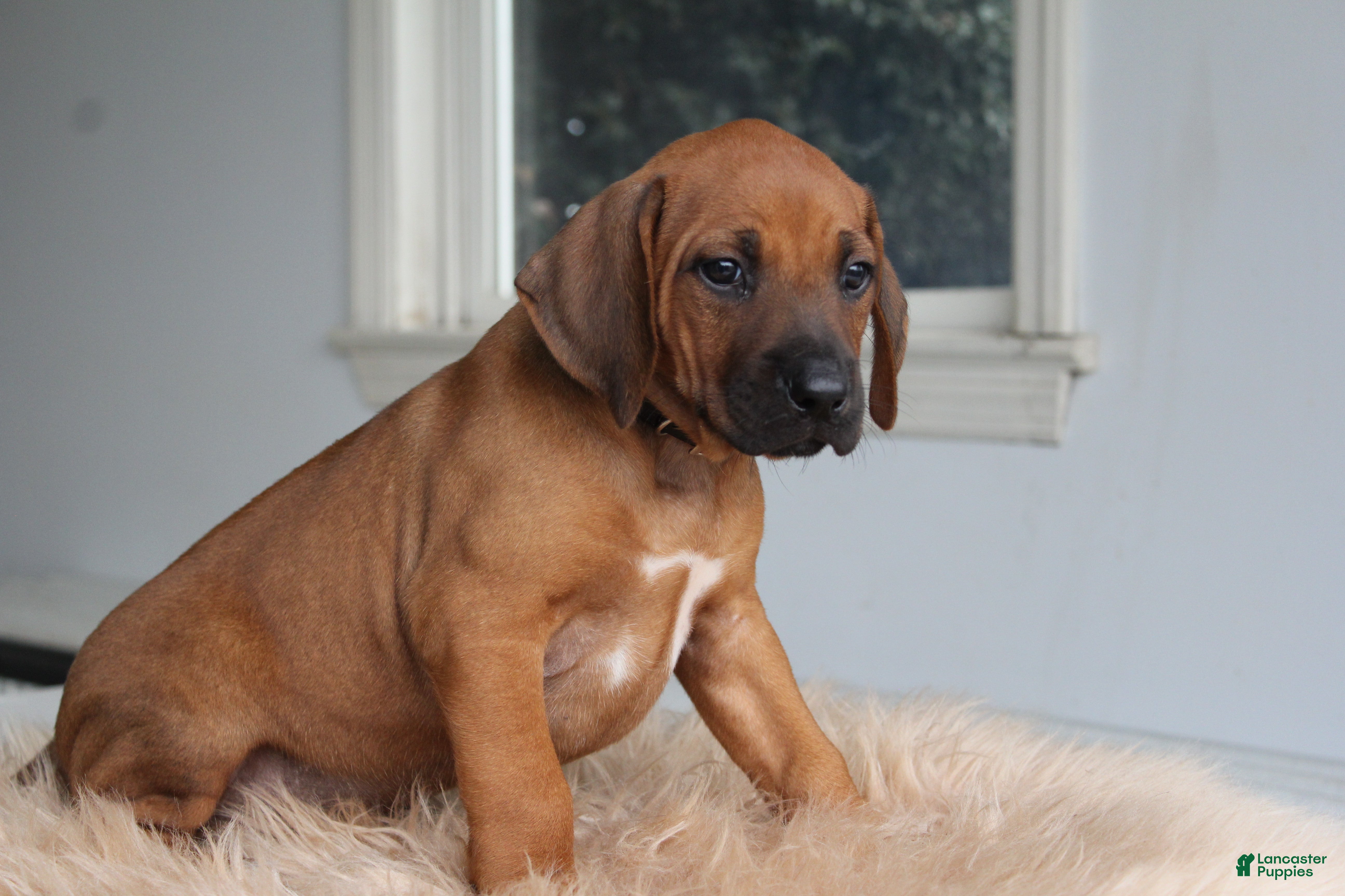 Rhodesian Ridgeback dogs Rex - Ad 1