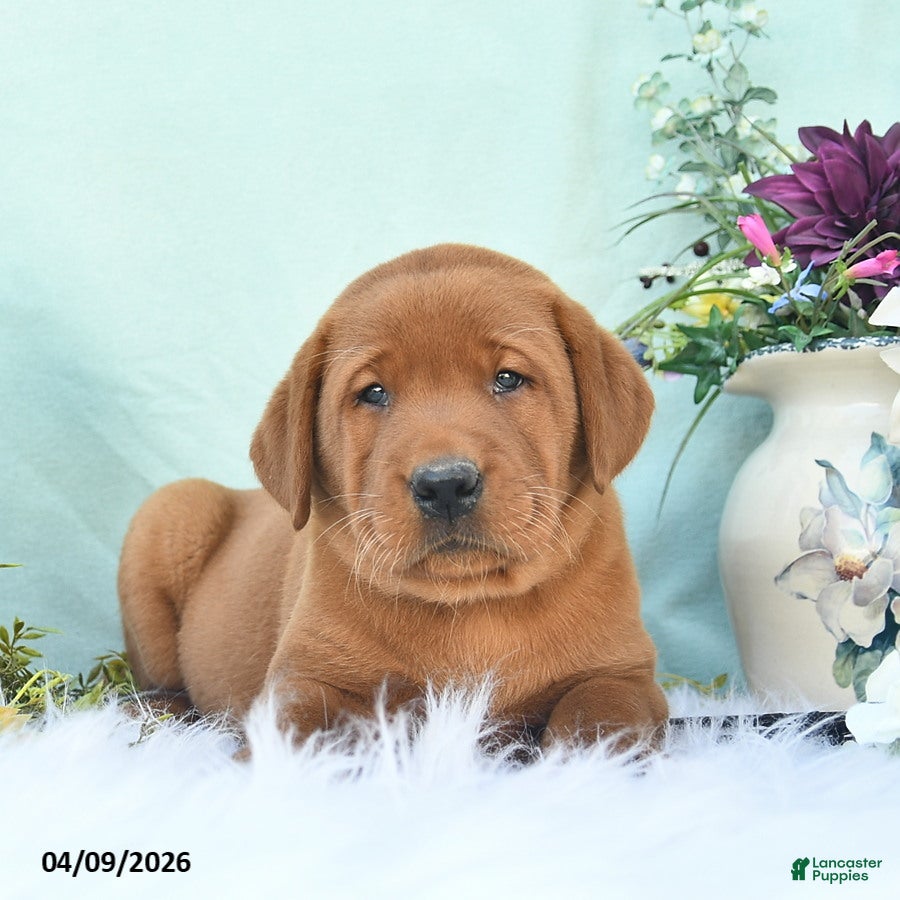 Labrador Retriever dogs Diesel  - Ad 2