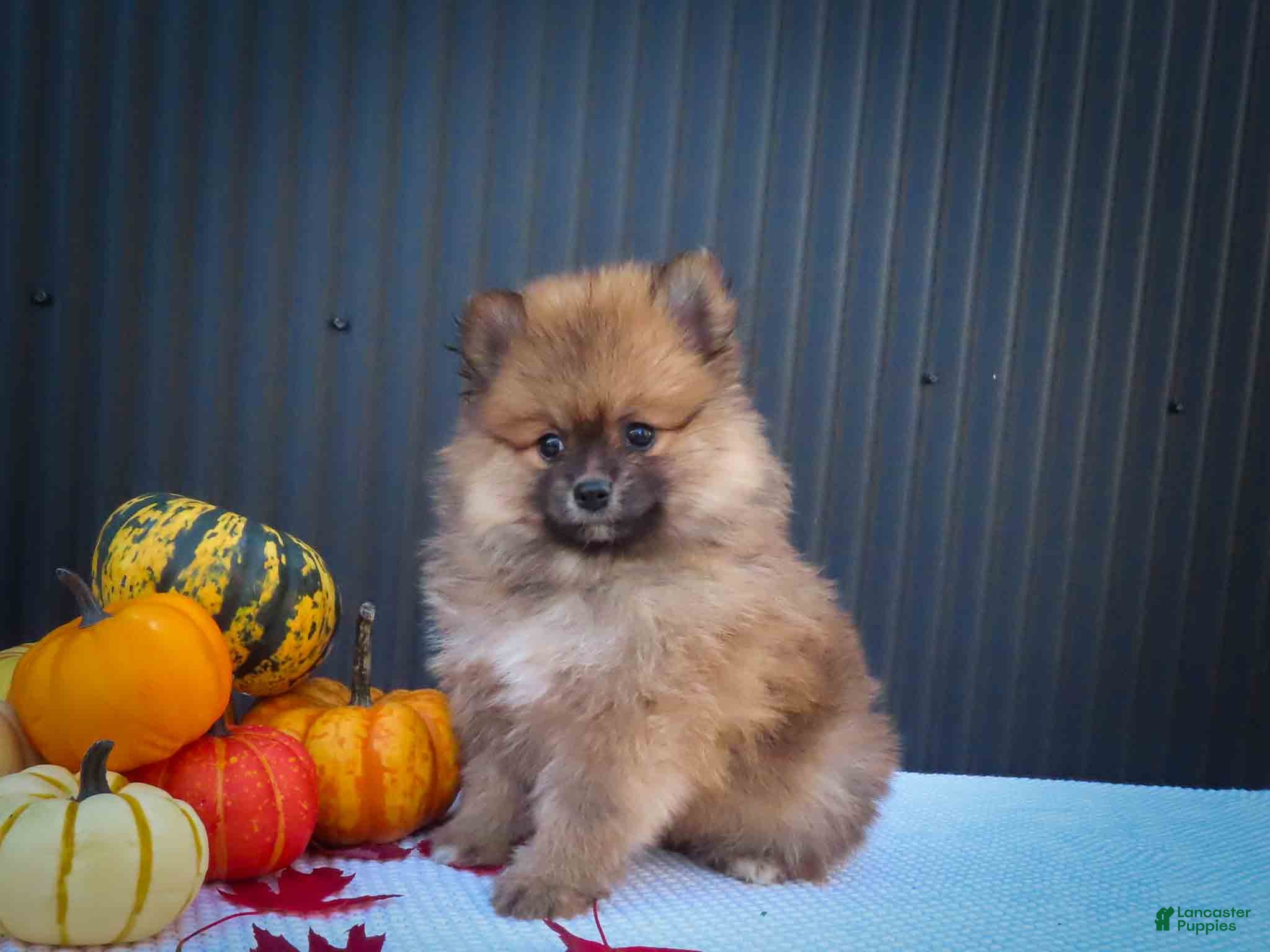 Pomeranian dogs 🐾 Meet Rolo — A Bouncy Little Ball of Fluff! 🐾 - Ad 2