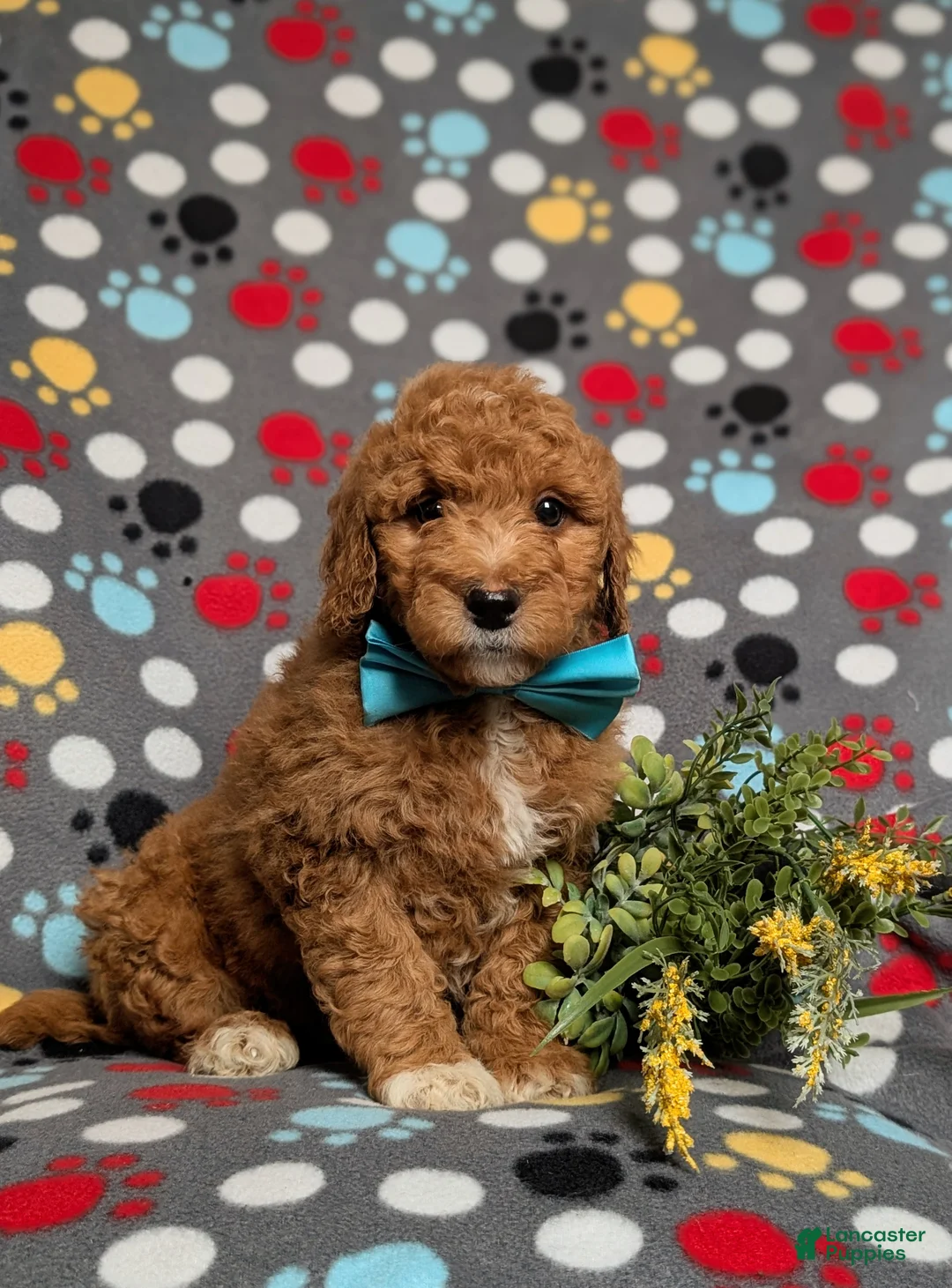 Goldendoodle dogs for sale: Ferguson Hypoallergenic - Ad 3