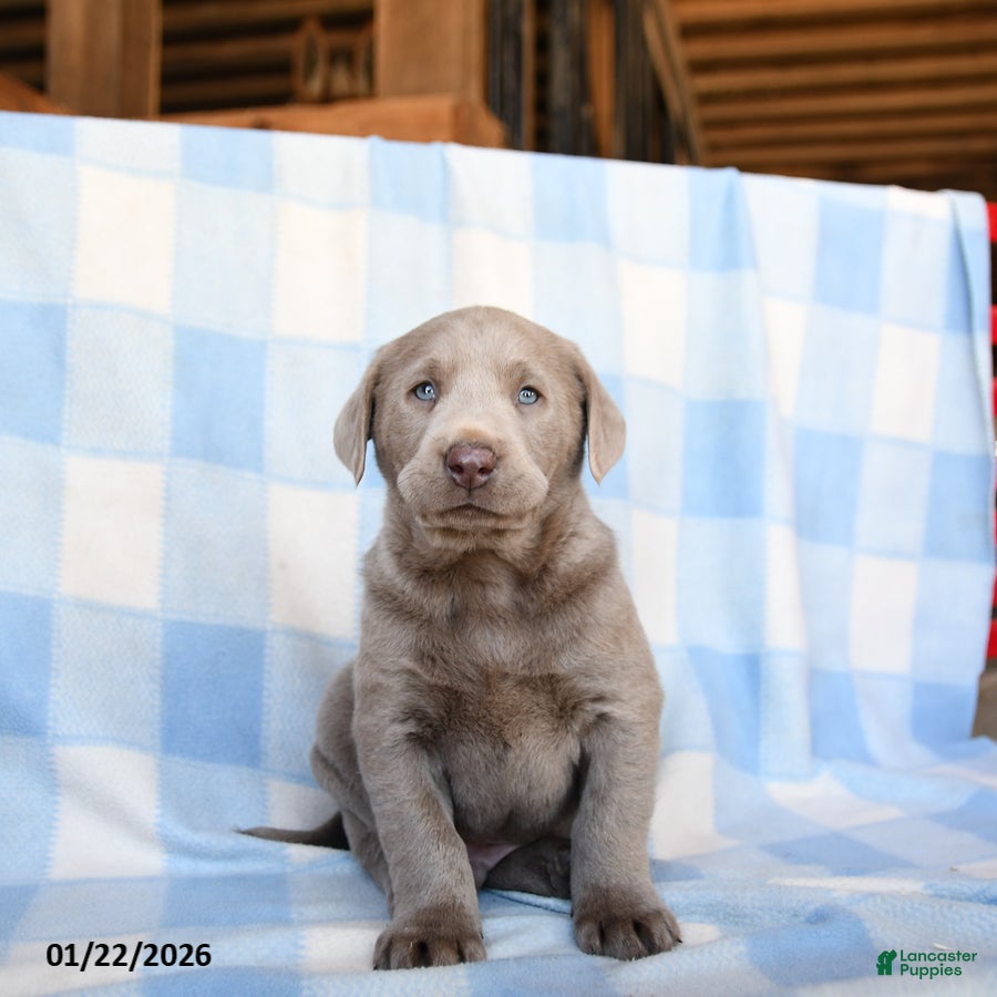 Labrador Retriever dogs Wolf  - Ad 19