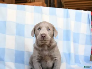 Labrador Retriever dogs Wolf - Ad 14