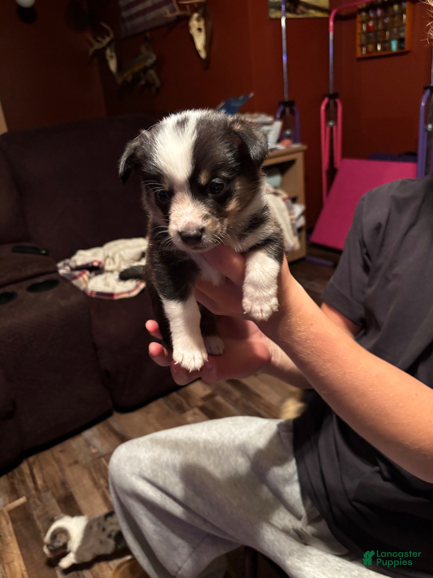Mixed Breed dogs Frank - Ad 5
