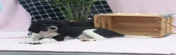 English Springer Spaniel dogs for sale: Britney - Ad 1