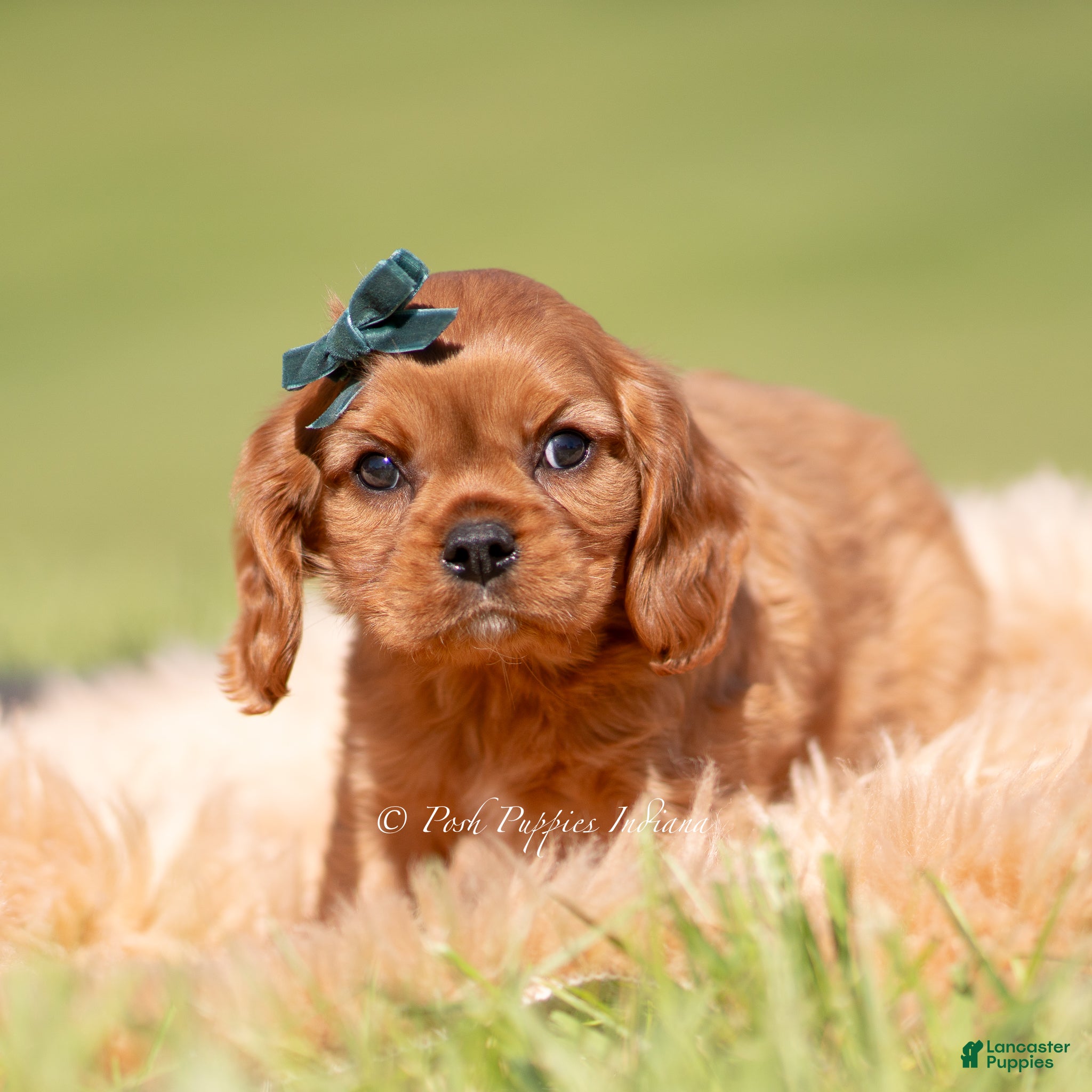 Cavalier King Charles Spaniel dogs Loki AKC - Ad 16