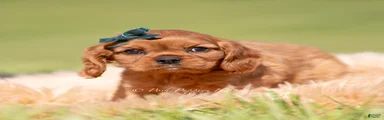 Loki AKC