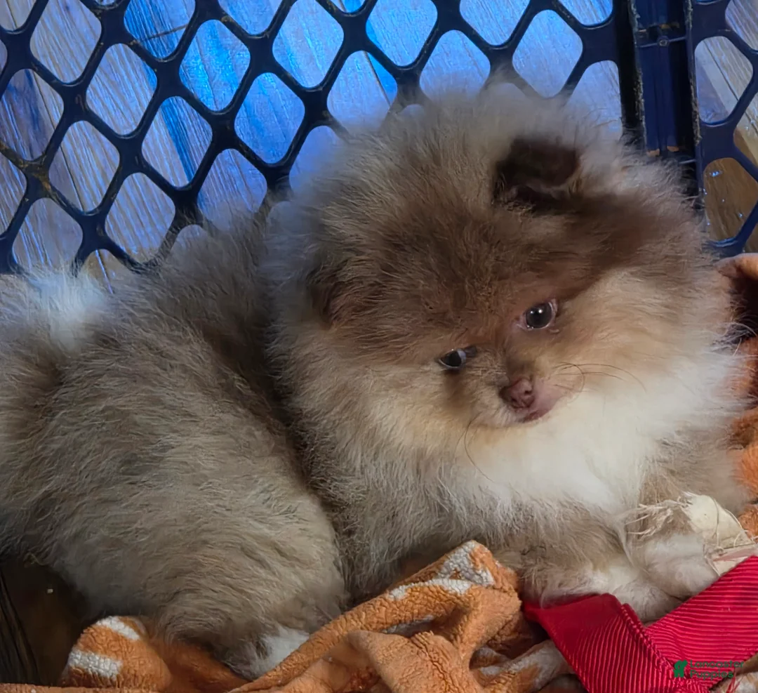 Pomeranian dogs for sale: Pomeranian Puppy 1 - Ad 2