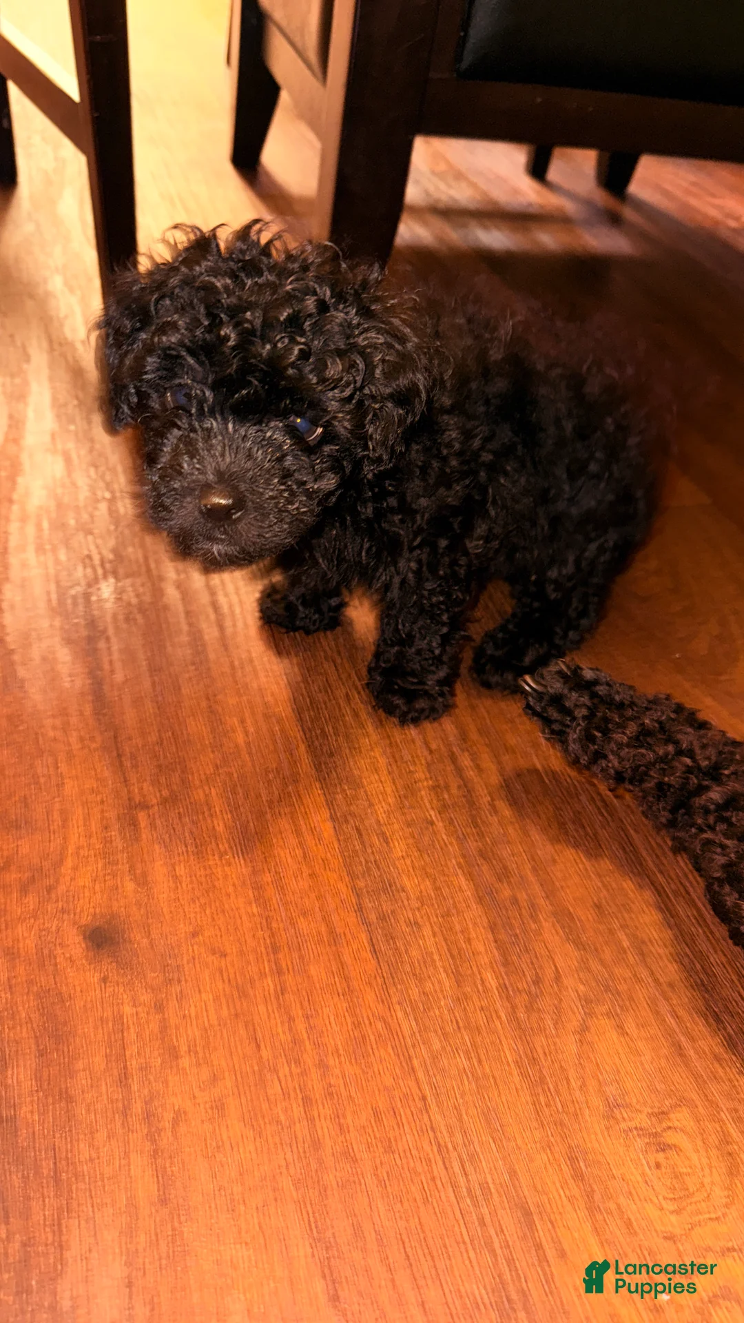Mixed Breed dogs for sale: Junior - Ad 2