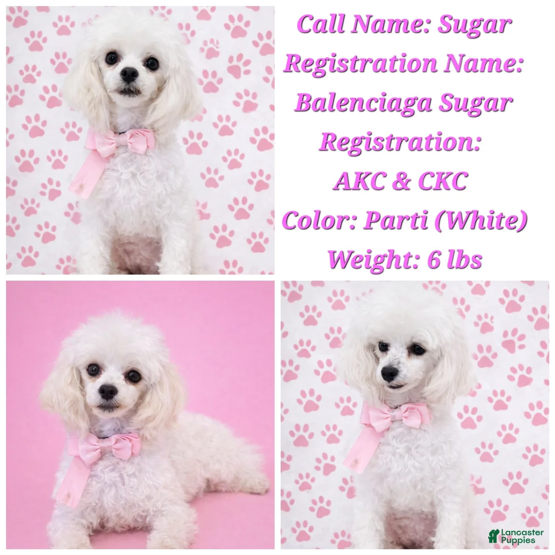 Toy Poodle dogs for sale: Jet Black Toy Poodle Female  - Ad 5