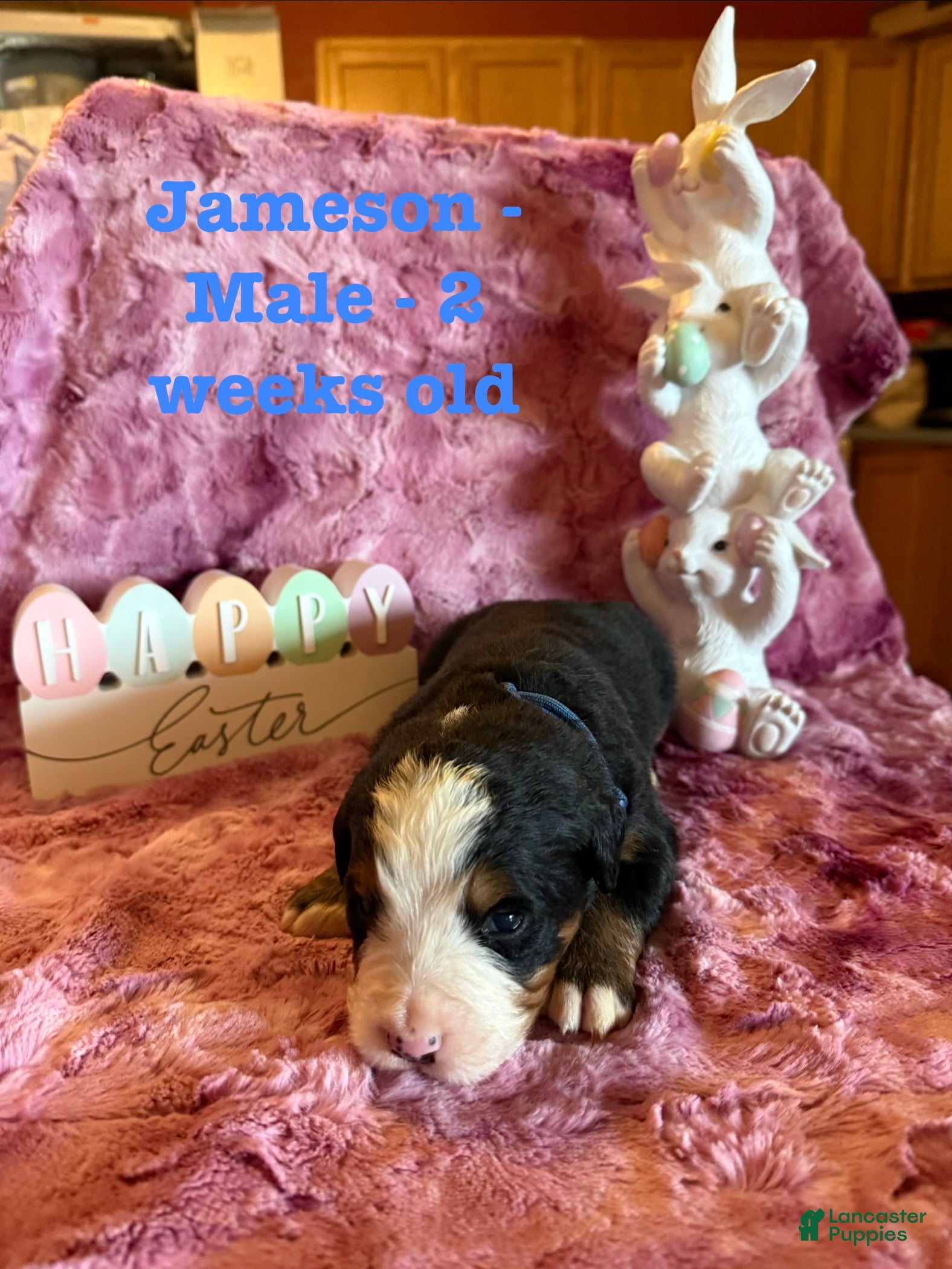 Bernese Mountain Dog dogs Jameson - Ad 19