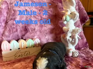 Bernese Mountain Dog dogs Jameson - Ad 19
