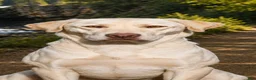 Labrador Retriever dogs for sale: Labrador Retriever 1 - Ad 2