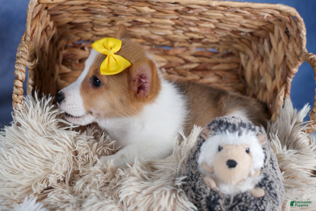 Welsh Corgi Pembroke dogs for sale: Lilly - Ad 3