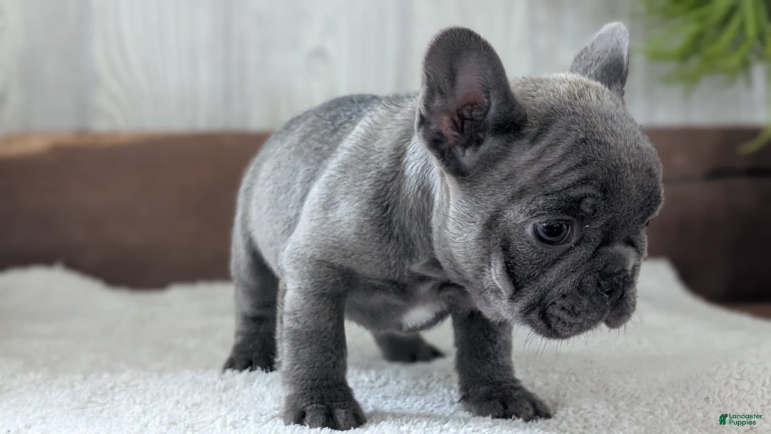 French Bulldog dogs for sale: Nash - Ad 5