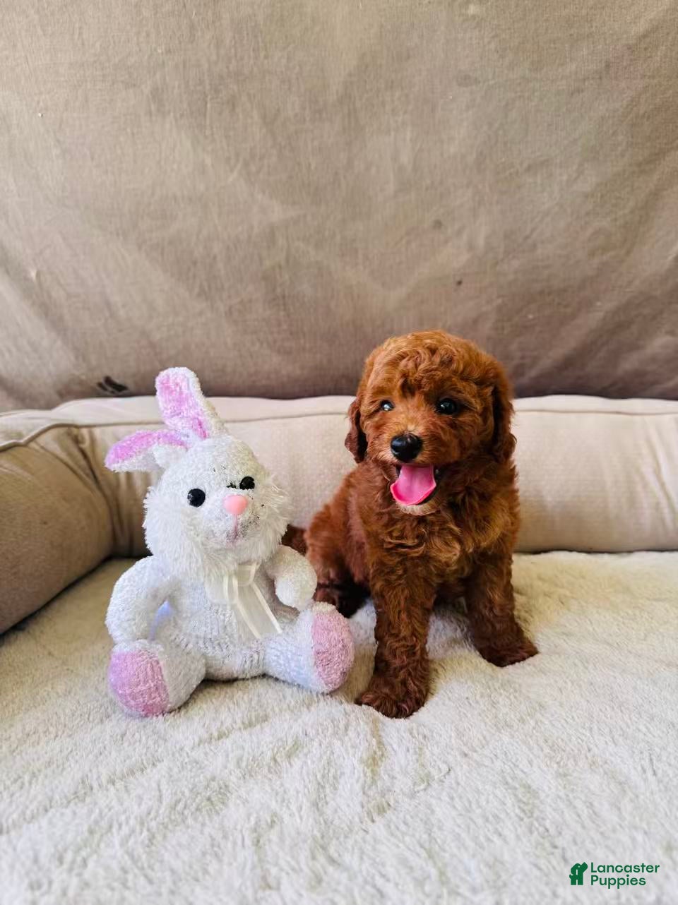 Mini Goldendoodle dogs for sale: Gigi - Ad 1