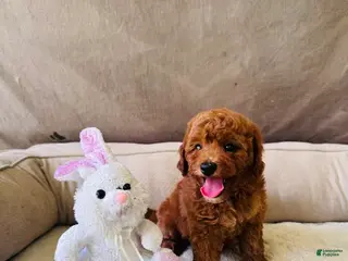 Mini Goldendoodle dogs for sale: Gigi - Ad 4