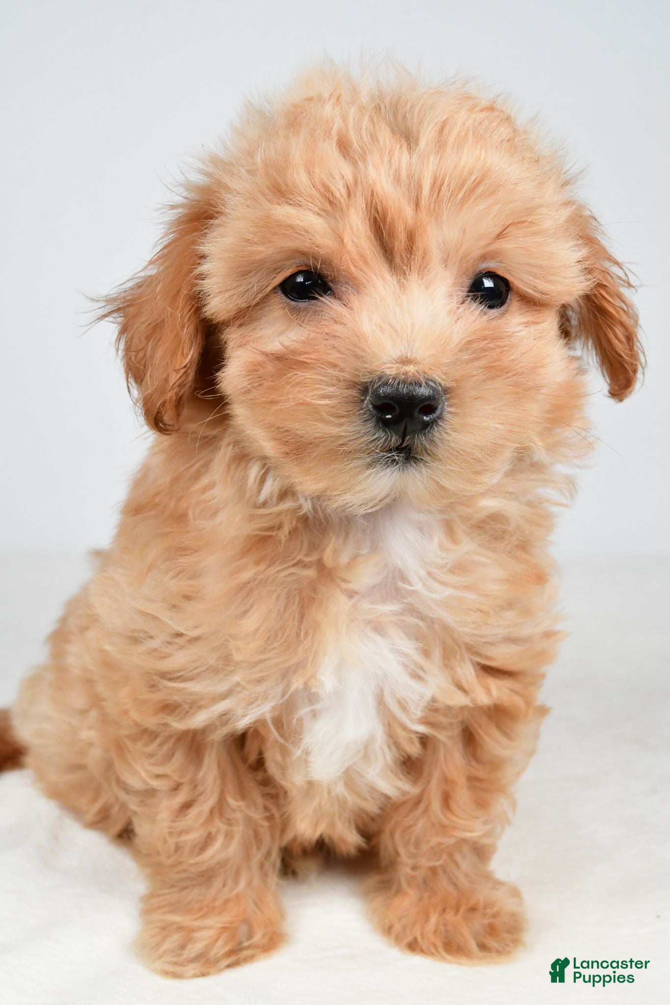 Maltipoo dogs Piper - Ad 2