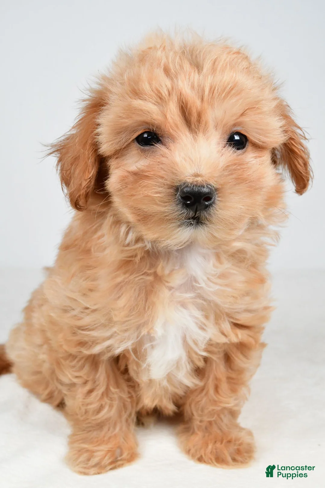 Maltipoo dogs for sale: Piper - Ad 2