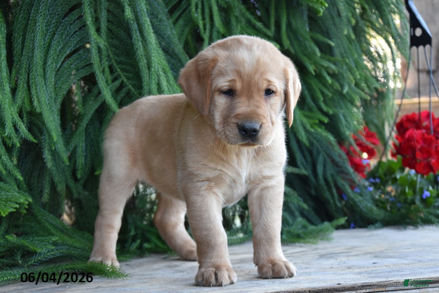 Goldador dogs for sale: Demi - Ad 1