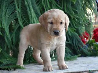 Goldador dogs for sale: Demi - Ad 3
