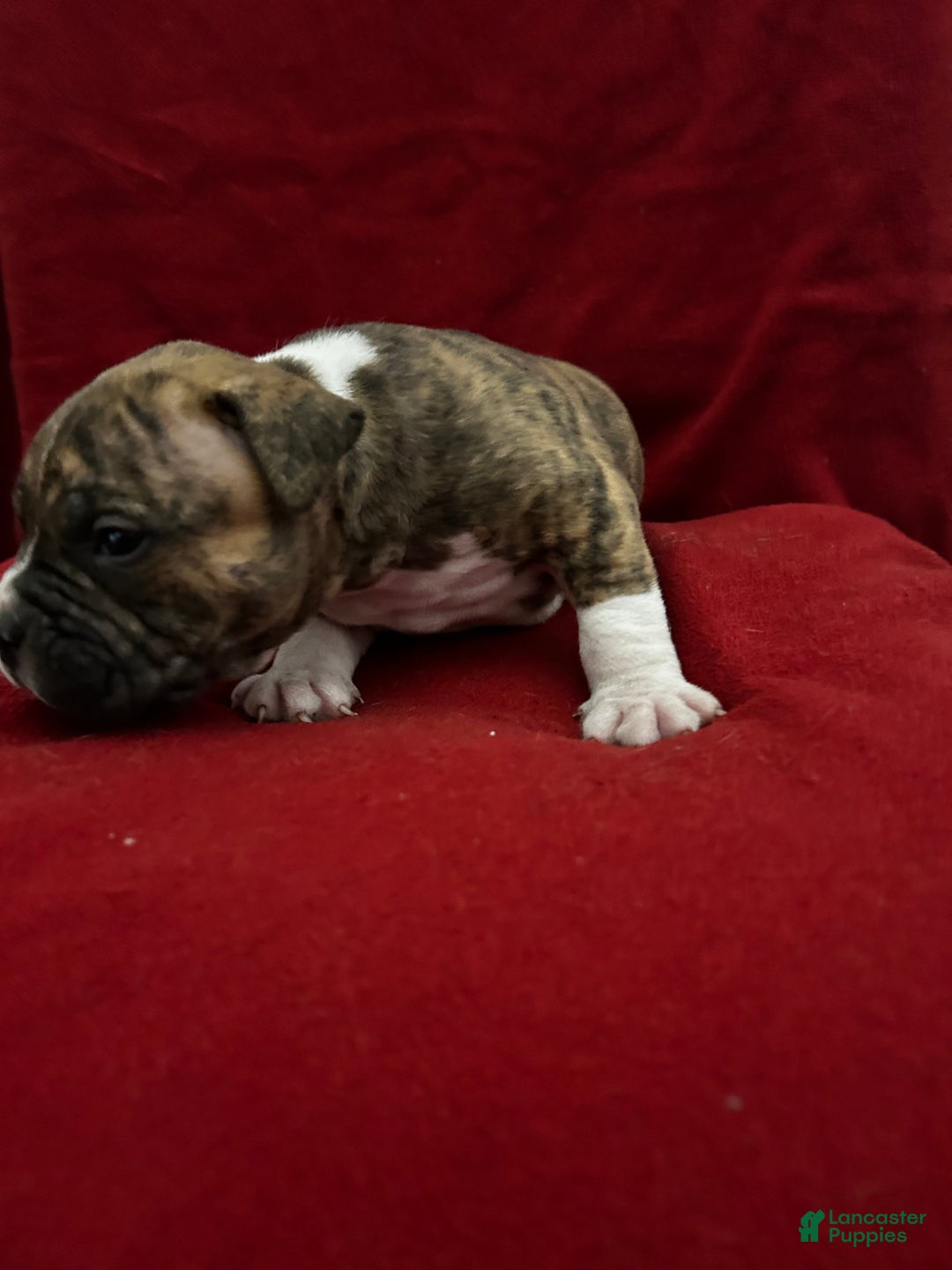 American Bully dogs for sale: American Bully Puppy 3 - Ad 4